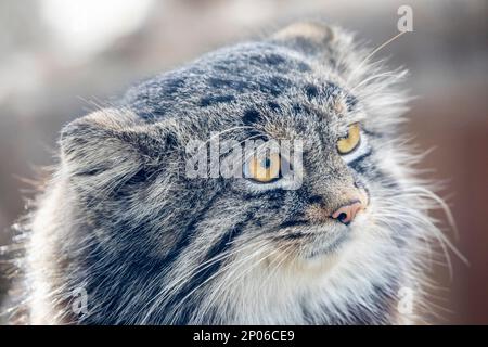 Das Nahbild der Katze Pallas (Otocolobus manul) Es ist eine kleine Wildkatze mit langem und dichtem hellgrauen Fell. Seine abgerundeten Ohren sind niedrig eingestellt Stockfoto
