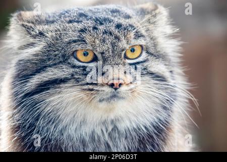 Das Nahbild der Katze Pallas (Otocolobus manul) Es ist eine kleine Wildkatze mit langem und dichtem hellgrauen Fell. Seine abgerundeten Ohren sind niedrig eingestellt Stockfoto