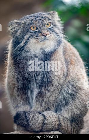 Das Nahbild der Katze Pallas (Otocolobus manul) Es ist eine kleine Wildkatze mit langem und dichtem hellgrauen Fell. Seine abgerundeten Ohren sind niedrig eingestellt Stockfoto