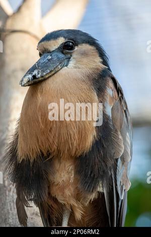 Der Bootsreiher (Cochlearius cochlearius) ist ein atypisches Mitglied der Reiherenfamilie. Es lebt in Mangrovensumpfen von Mexiko Süd bis Peru Stockfoto