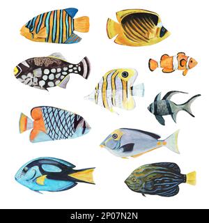 Große Auswahl an farbenfrohen tropischen Korallenfischen, isoliert auf weißem Hintergrund. Handgezeichnete Aquarelle für Design Stockfoto