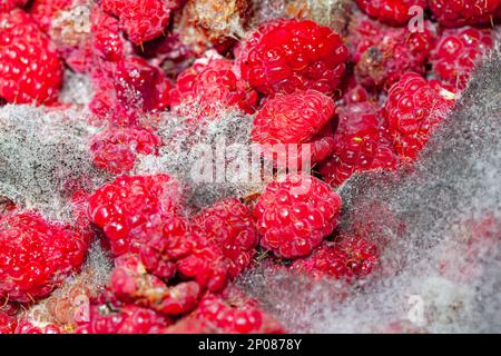 Abgelaufene Himbeerfrucht in Schimmel. Schimmelige rote Beeren Stockfoto