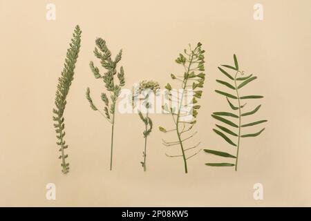 Gepresste getrocknete Blumen auf beigefarbenem Hintergrund. Wunderschönes Herbarium Stockfoto