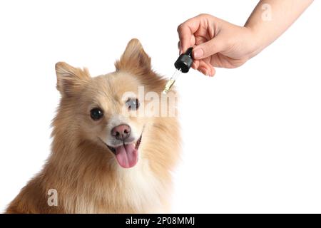 Frau, die süßen Hunden Tinktur auf weißem Hintergrund gibt, Nahaufnahme Stockfoto