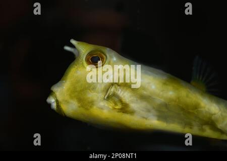 Ein Langhornkuh (Lactoria cornuta), auch als Hornkübel bezeichnet, eine Art von Katzenfisch aus der Familie Ostraciidae, ist eine für Salz bevorzugte Art Stockfoto