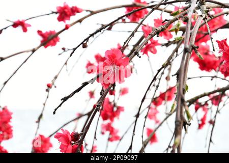 Viele rote Blumen, die an Ästen hängen Stockfoto