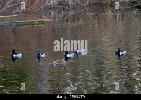 Ringhalsenten (Aythya collaris), die auf dem Yellow Lake, Sammamish, King County, Washington State, USA schwimmen. Stockfoto