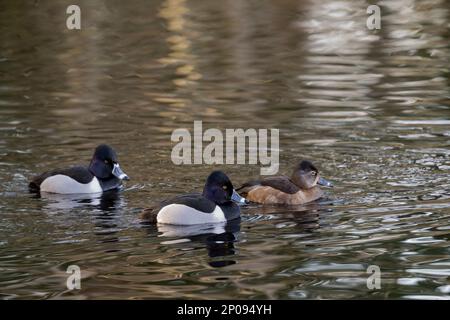 Ringhalsenten (Aythya collaris), die auf dem Yellow Lake, Sammamish, King County, Washington State, USA schwimmen. Stockfoto