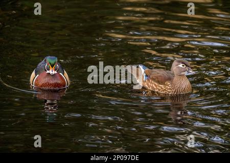 Männliche (drake) und weibliche Holzente oder Carolina-Ente (Aix Sponsa), die auf dem Yellow Lake, Sammamish, King County, Washington State, USA schwimmen. Stockfoto