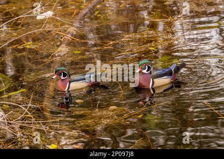 Zwei männliche (drake-) Holzenten oder Carolina-Enten (Aix sponsa), die auf dem Yellow Lake, Sammamish, King County, Washington State, USA schwimmen. Stockfoto