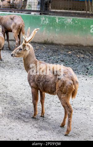 Der Bawean-Hirsch (Axis kuhlii) ist eine hoch bedrohte Hirschart, die auf der Insel Bawean in Indonesien endemisch ist. Stockfoto