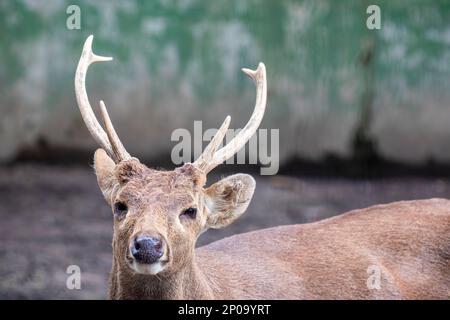 Der Bawean-Hirsch (Axis kuhlii) ist eine hoch bedrohte Hirschart, die auf der Insel Bawean in Indonesien endemisch ist. Stockfoto