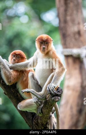 Der junge Proboscis-Affe steht auf dem Ast. Es ist ein rötlich-brauner arborealer Affe aus der alten Welt mit einer ungewöhnlich großen Nase. Stockfoto