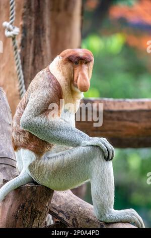 Der Proboscis-Affe steht auf dem Ast. Es ist ein rötlich-brauner arborealer Affe aus der alten Welt mit einer ungewöhnlich großen Nase. Stockfoto