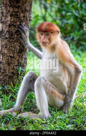 Der junge Proboscis-Affe steht auf dem Ast. Es ist ein rötlich-brauner arborealer Affe aus der alten Welt mit einer ungewöhnlich großen Nase. Stockfoto