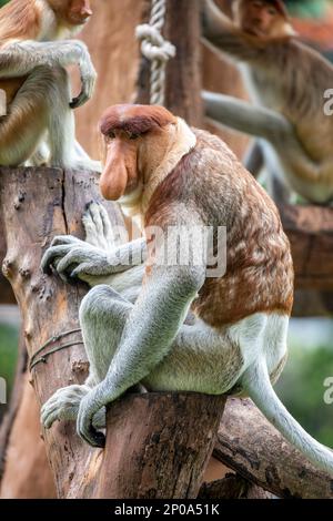 Der Proboscis-Affe steht auf dem Ast. Es ist ein rötlich-brauner arborealer Affe aus der alten Welt mit einer ungewöhnlich großen Nase. Stockfoto