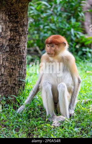 Der junge Proboscis-Affe steht auf dem Ast. Es ist ein rötlich-brauner arborealer Affe aus der alten Welt mit einer ungewöhnlich großen Nase. Stockfoto