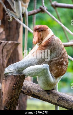 Der Proboscis-Affe steht auf dem Ast. Es ist ein rötlich-brauner arborealer Affe aus der alten Welt mit einer ungewöhnlich großen Nase. Stockfoto