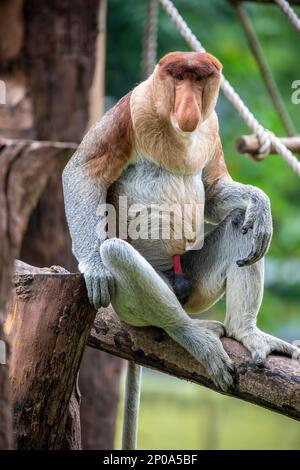 Der Proboscis-Affe steht auf dem Ast. Es ist ein rötlich-brauner arborealer Affe aus der alten Welt mit einer ungewöhnlich großen Nase. Stockfoto