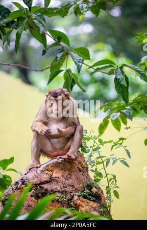 Der südliche Schweineschwanzmakak (Macaca nemestrina) ist ein mittelgroßer Makak, der in Südthailand, Malaysia und Indonesien lebt. Stockfoto