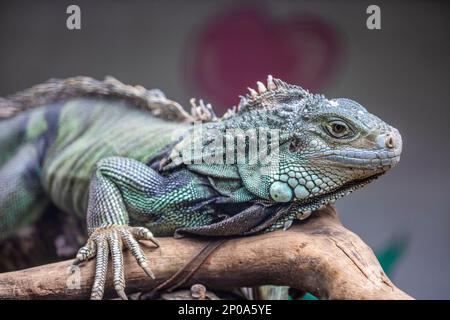 Der grüne Leguan, auch bekannt als amerikanischer Leguan, ist eine große, arboreale, meist pflanzenfressende Eidechsenart der Gattung Iguana. Stockfoto