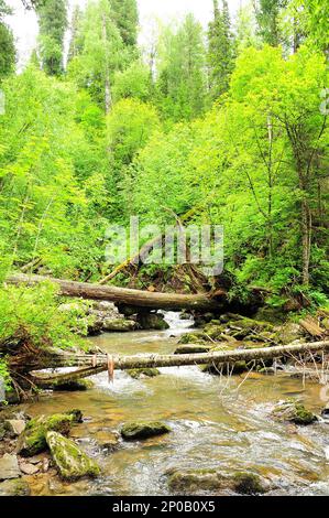 Geschlagenes Holz alter Bäume liegt auf dem Bett eines kleinen Flusses, der nach Regen durch einen Sommerwald fließt. Tevenek River (Dritter Fluss), Altai, Sibirien, Stockfoto