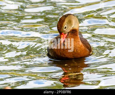 Die einsame pfeifende Ente prahlt, während sie ihre Reflexion in der Audubon Park Lagune zu bewundern scheint Stockfoto
