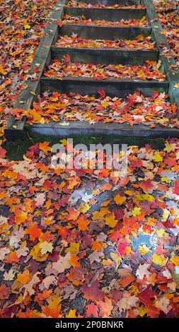 Die Stufen in einem öffentlichen Park in Kanada sind mit Herbstlaub bedeckt. Stockfoto