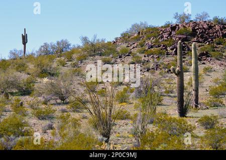 Tall Saguaro und Ocotillo Cactus im Sonoran Desert National Monument im Zentrum von Arizona. Stockfoto