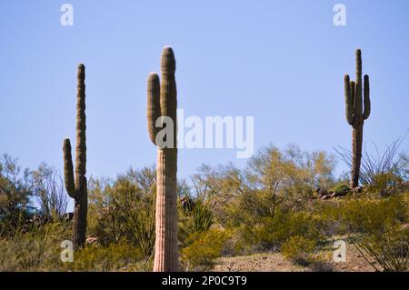 Tall Saguaro und Ocotillo Cactus im Sonoran Desert National Monument im Zentrum von Arizona. Stockfoto