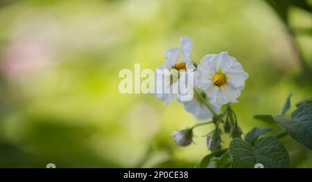 Blühende Kartoffelpflanze, Kartoffelblumen blühen. Nahaufnahmen biologischer Pflanzenblumen blühen im Garten, selektiver Fokus mit verschwommenem Hintergrund Stockfoto