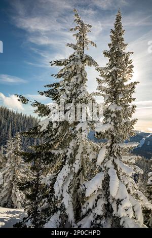 WA23186-00...WASHINGTON - schneebedeckte Bäume entlang der Skipiste auf den Amabilis Mountain im Okanogan-Wenatchee National Forest. Stockfoto