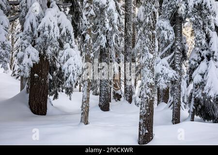 WA23205-00...WASHINGTON - schneebedeckte Bäume auf dem Amabilis Mountain im Okanogan-Wenatchee National Forest, Stockfoto