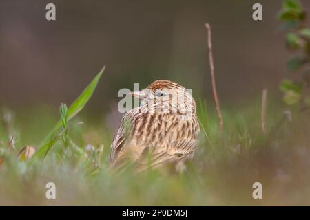 Vogelbeobachtung auf dem Gras, Eurasian Skylark, Alauda arvensis Stockfoto