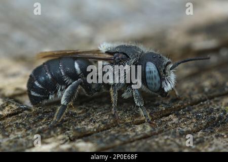 Nahaufnahme einer Frau mit blauäugigen Schneckengehältern, gewundener Mason Bee oder Osmia spinulosa, die auf Holz sitzt Stockfoto