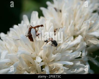 Gruppe roter Zwerg Honigbiene auf Robusta-Kaffeeblüte auf Baumpflanze mit grünem Blatt mit schwarzer Hintergrundfarbe. Blütenblätter und weiße Bühnen Stockfoto