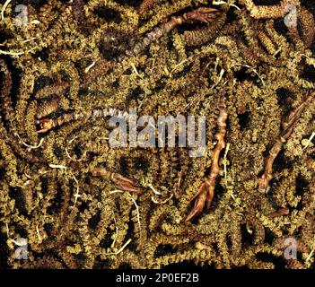 Viele gelbe Pappel Kätzchen Nahaufnahme Hintergrund. Haufen von Kätzchen an Makro Textur auf schwarz. Baum Blüte, Zweige und Pollen im Frühjahr Stockfoto