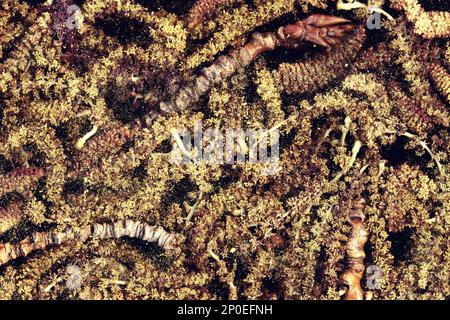 Menge Yellow Poplar palmkätzchen und Knospen close-up Hintergrund. Stapel von Morschen aments Makro Textur dunklen Hintergrund. Lindenblüten, Zweige und Pollen im Frühjahr Stockfoto