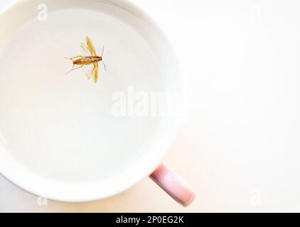 Tot braune Schabe in eine rosa Tasse Nahaufnahme schweben. Ekelhaft Roach Insekt Baden im Trinkwasser Makro mit Textfreiraum Stockfoto