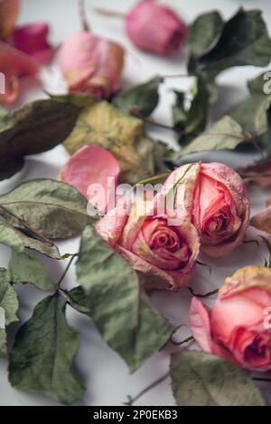 Wunderschöne, traurige, zarte Depression trocknete tote rosa Rosen und hinterlässt einen alten Hintergrund. Oberflächliche Konzentration auf eine zentrale Knospe Stockfoto