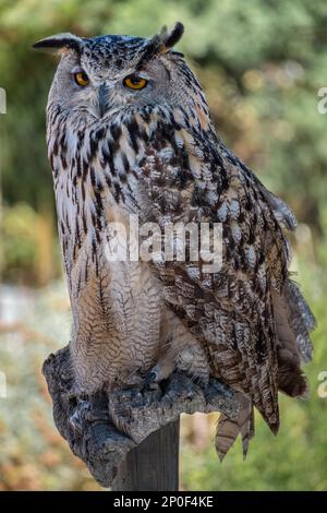 BENALMADENA, Andalusien/Spanien - 7. JULI: Eurasischen Eagle-Owl (Bubo bubo) am Berg in der Nähe von Benalmadena Calamorro in Spanien am 7. Juli 2017 Stockfoto