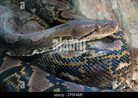 FUENGIROLA, Andalusien/Spanien - Juli 4: Retikuliert Python (Python Reticulatus) im Bioparc Fuengirola Costa del Sol Spain am 4. Juli 2017 Stockfoto