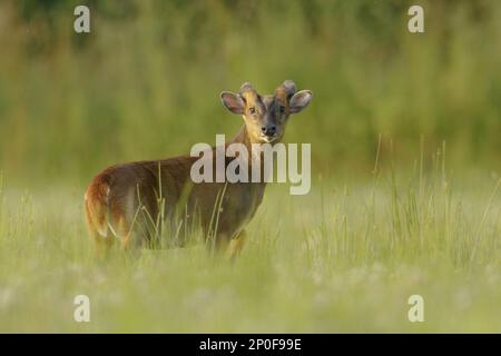 Der chinesische Muntjac (Muntiacus reevesi) führte eine Art ein, eine männliche auf einer Wiese in South Norfolk, Großbritannien Stockfoto