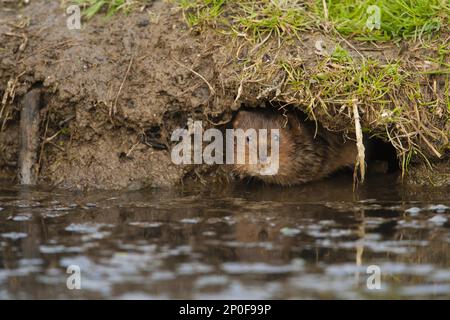 Östliche Wollmaus, östliche Wollmaus, europäische Wollmaus (Arvicola amphibius), große Wollmaus, Wasserratte, Scherrat, Mollmaus, Wasserratten, Scherrat, Moll Maus Stockfoto