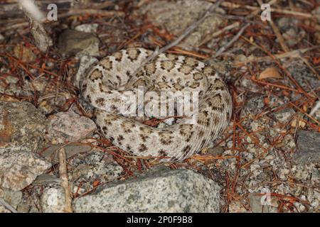 Santa Catalina Rattlless Rattlesnake (Crotalus catalinensis) Erwachsener, Isla Santa Catalina, Golf von Kalifornien, Baja California Sur, Mexiko Stockfoto