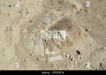 Schildkröten Fossilienmuschel, Isla Santa Catalina, Golf von Kalifornien, Baja California Sur, Mexiko Stockfoto