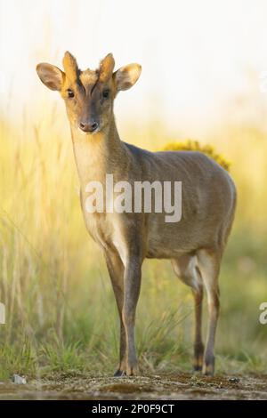 chinesischer Muntjac (Muntiacus reevesi) führte Arten ein, männlich auf der Landstraße, South Norfolk, Großbritannien Stockfoto