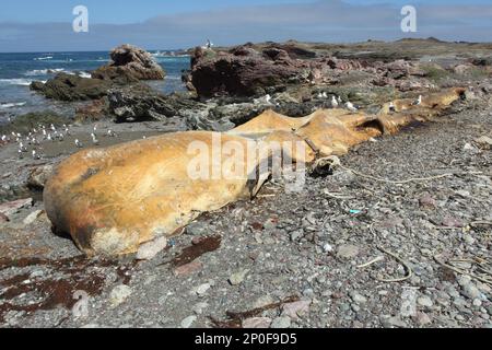 Pottwale (Physeter macrocephalus) tot, ausgewachsen, an der Küste angespült, Islas San Benito, Baja California, Mexiko Stockfoto