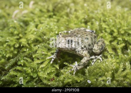 Hebamme Toad (Alytes obstetricans), Erwachsene, die sich unter Moos, Nottinghanshire, England, Vereinigtes Königreich befindet Stockfoto