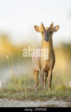 chinesischer Muntjac (Muntiacus reevesi) führte Arten ein, männlich auf der Landstraße, South Norfolk, Großbritannien Stockfoto